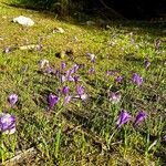 Crocus heuffelianus Flower