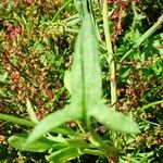 Rumex acetosella Folio