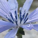 Cichorium intybus 花