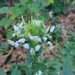 Cleome spinosa Flower