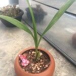 Spathoglottis unguiculata Leaf