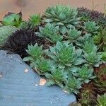 Sempervivum calcareum Leaf