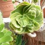 Aeonium arboreum Folha