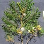 Albizia carbonaria Mosusu