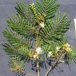 Albizia carbonaria Прочее