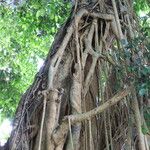 Ficus benjamina Kôra