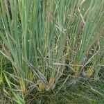 Typha orientalis Leaf