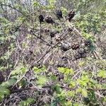 Rubus fruticosusПлод