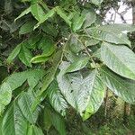 Inga sapindoides Hoja