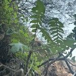 Sonchus gummifer Leaf