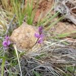 Polygala nicaeensis Fula