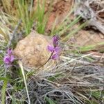 Polygala nicaeensis Цветок