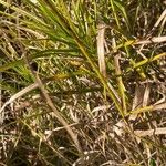 Carex muskingumensis 葉