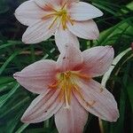 Zephyranthes minuta