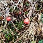 Rosa elliptica Fruto