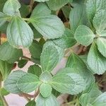 Plectranthus ornatus Leaf