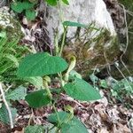 Aristolochia pallida Levél