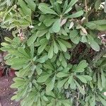 Euphorbia neriifolia List