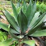 Agave shaferi Blad