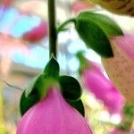 Digitalis thapsi অন্যান্য