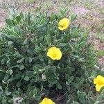 Tuberaria lignosa Blatt