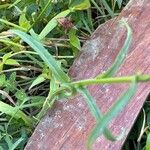 Campanula rapunculus Leaf