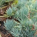 Dudleya edulis Hábito