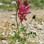 Onobrychis arenaria Квітка