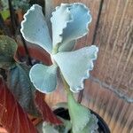 Kalanchoe rhombopilosa Blatt