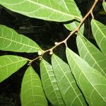 Maquira guianensis Leaf