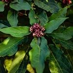 Clerodendrum quadriloculare Blüte