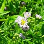 Erigeron philadelphicusFlower