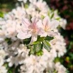 Rhododendron kiusianum ᱵᱟᱦᱟ