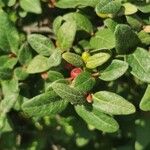 Shepherdia canadensis Leaf