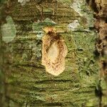 Celtis mildbraedii Rinde