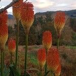 Kniphofia linearifolia Flower