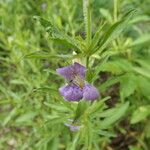 Dyschoriste linearis Flor
