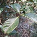 Psychotria capensis Leaf