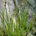 Bolboschoenus maritimus Habitat