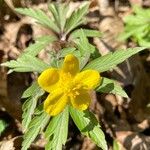 Anemone ranunculoides Цвят