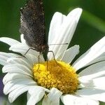 Leucanthemum × superbum