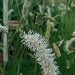 Sanguisorba alpina Flower