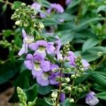Angelonia angustifolia Other