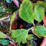 Drymonia serrulata Folha