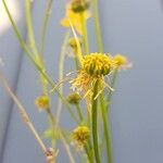 Trollius chinensis Fiore