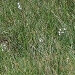 Eriophorum latifolium عادت داشتن