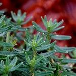 Lithodora fruticosa Leaf