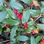 Cotoneaster salicifolius Συνήθη χαρακτηριστικά