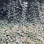 Hedera hibernicaLeaf