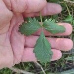 Potentilla intermedia Лист